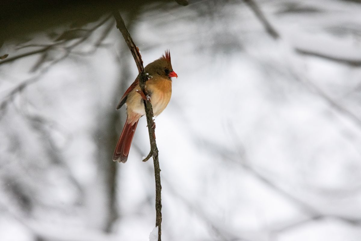 Фотограф krantzjh, Фотографии Погоды в Hanover - Weawow