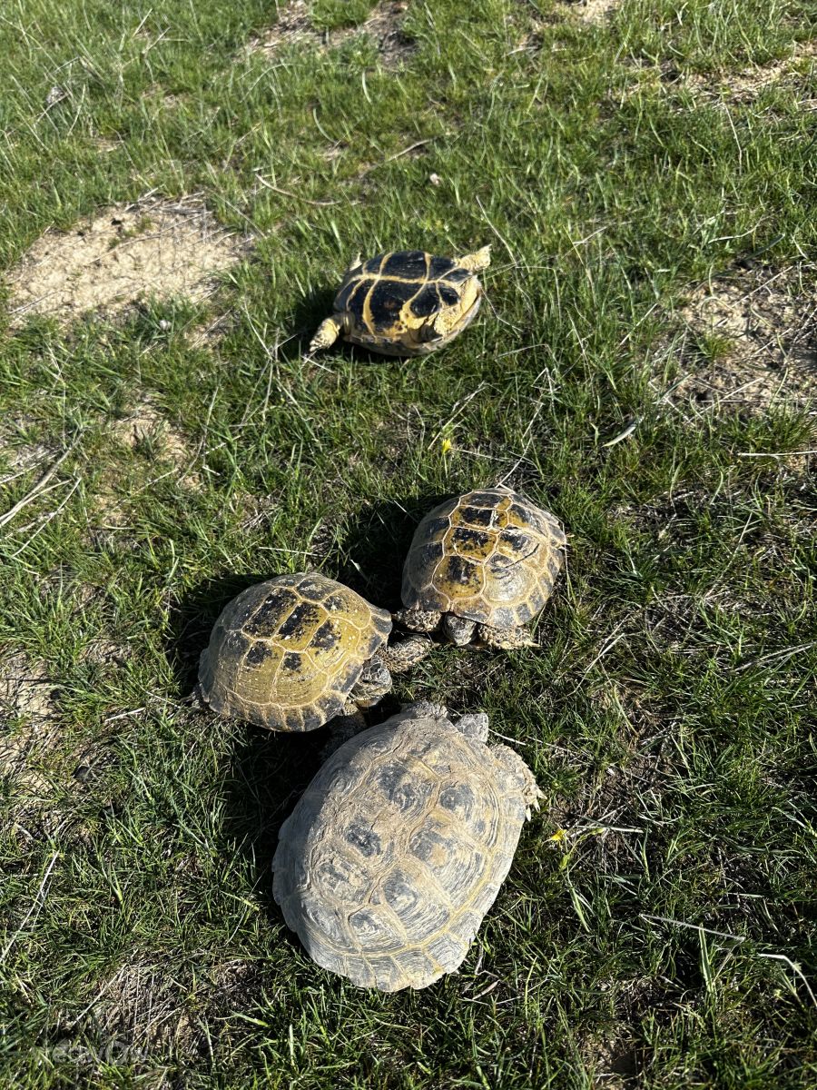 Fotos sobre el clima en Almaty Oblysy. Pronósticos del tiempo con hermosas fotos de Руслан Махнев