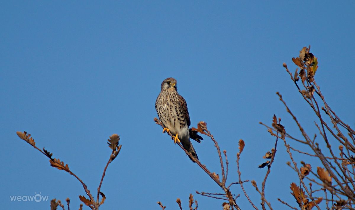 Photographer tony5636, Weather Photos in Calvisson - Weawow
