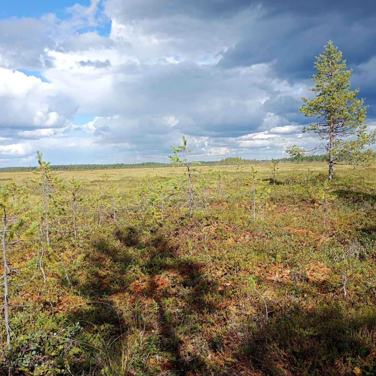 Hình ảnh Thời tiết ở Lapland. Dự báo thời tiết với những bức ảnh đẹp của Juki