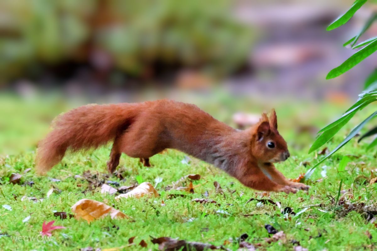 Photographer Lotti5507, Weather Photos in Wellinghofen - Weawow