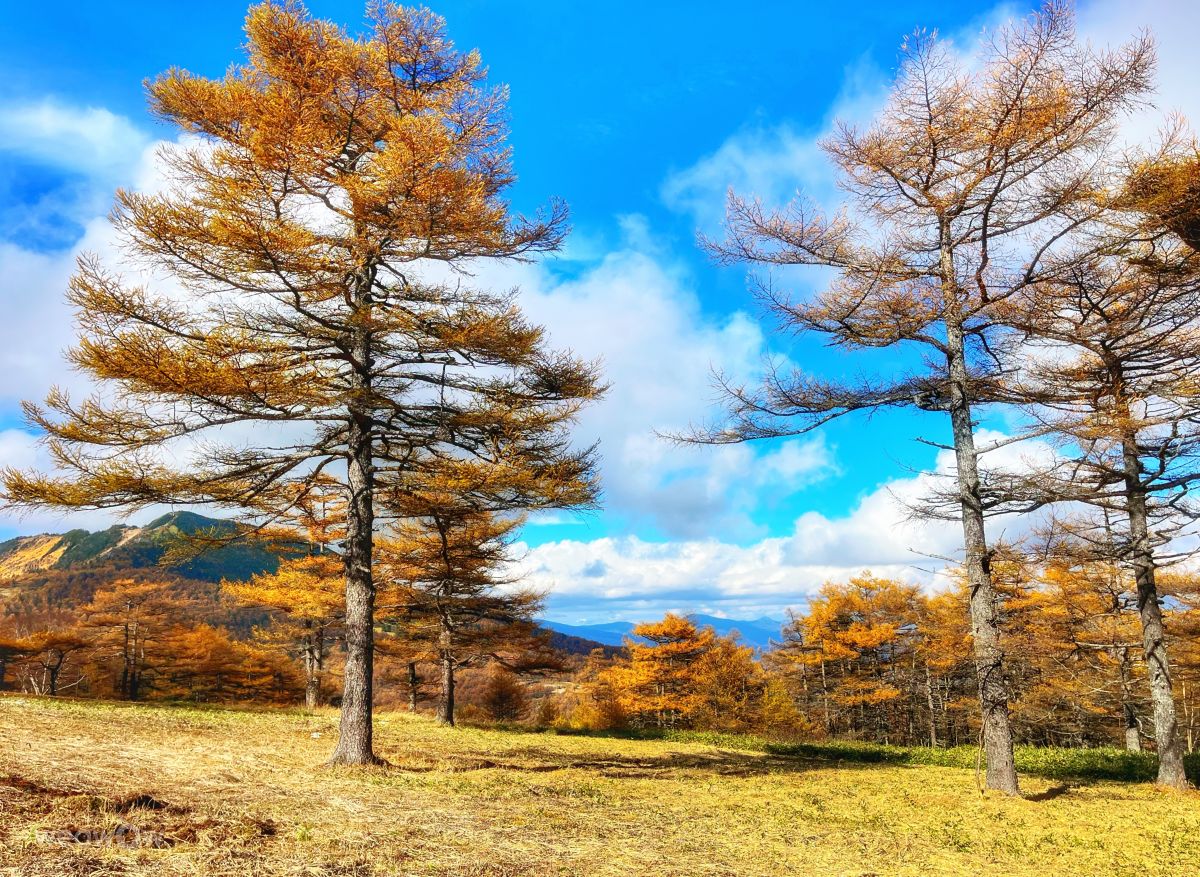 Weather Photos in 高峰高原. Weather forecasts with beautiful photos by Kasumisou