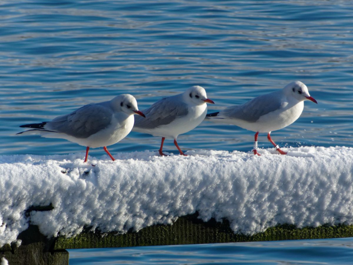 グディニャの天気写真. Tomulus64の美しい写真による天気予報