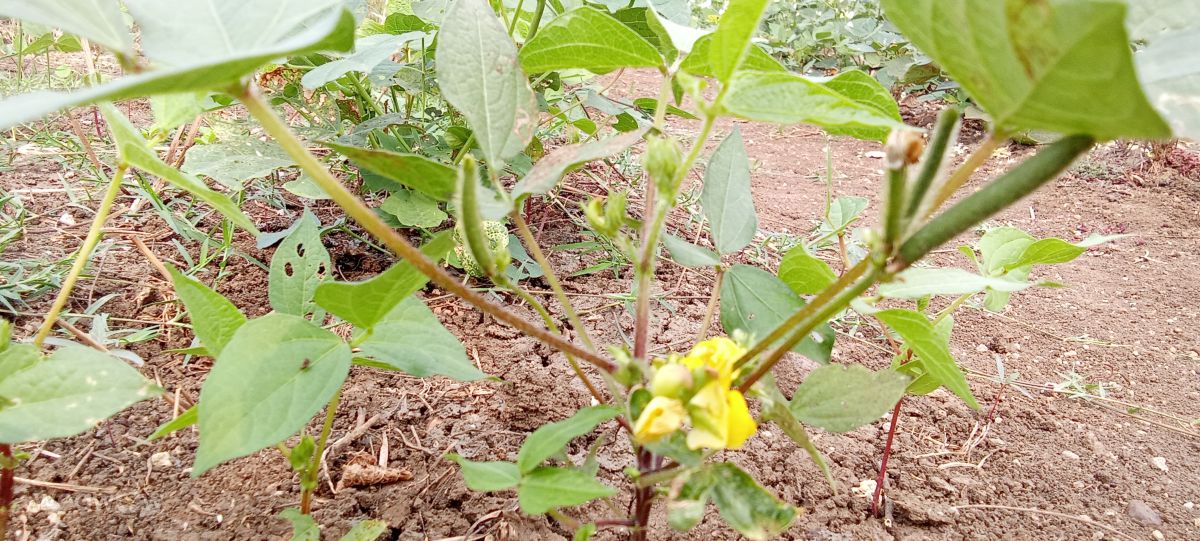 Hình ảnh Thời tiết ở Ấn Độ. Dự báo thời tiết với những bức ảnh đẹp của Imadabattini Bosu Babu