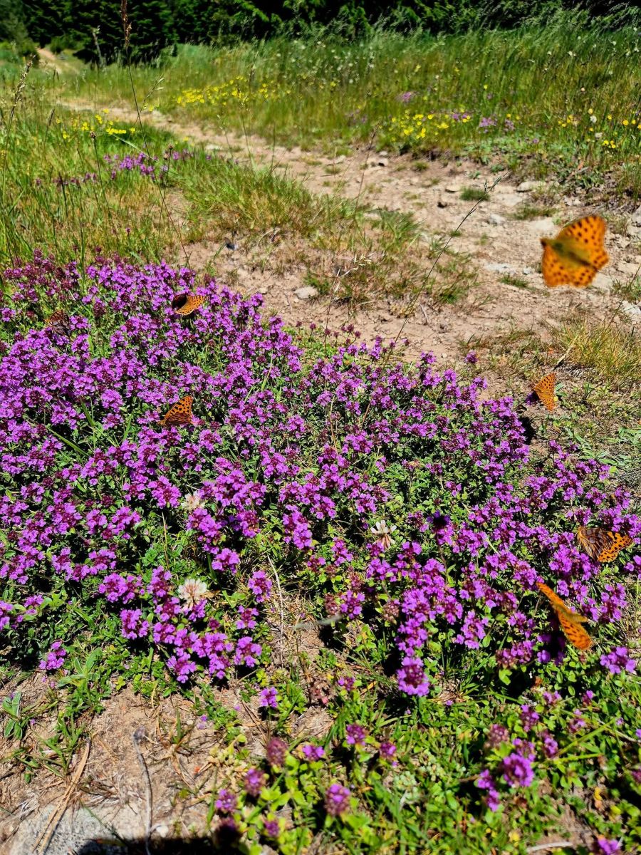 Photograph Малина Павлова, Wetter Photos Rayon Vitosha - Weawow