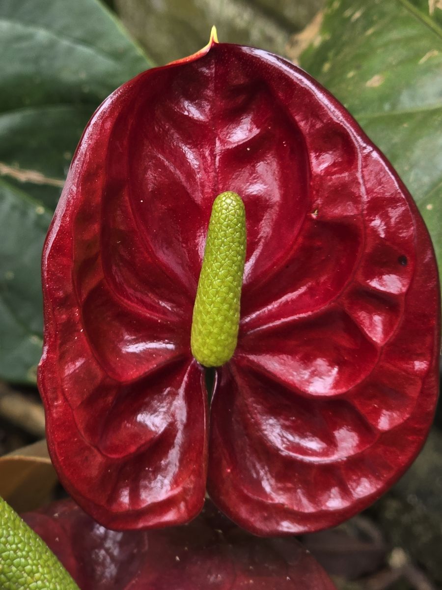 Santa Catarina的天气照片. 天气预报，带Flavia51精美的照片