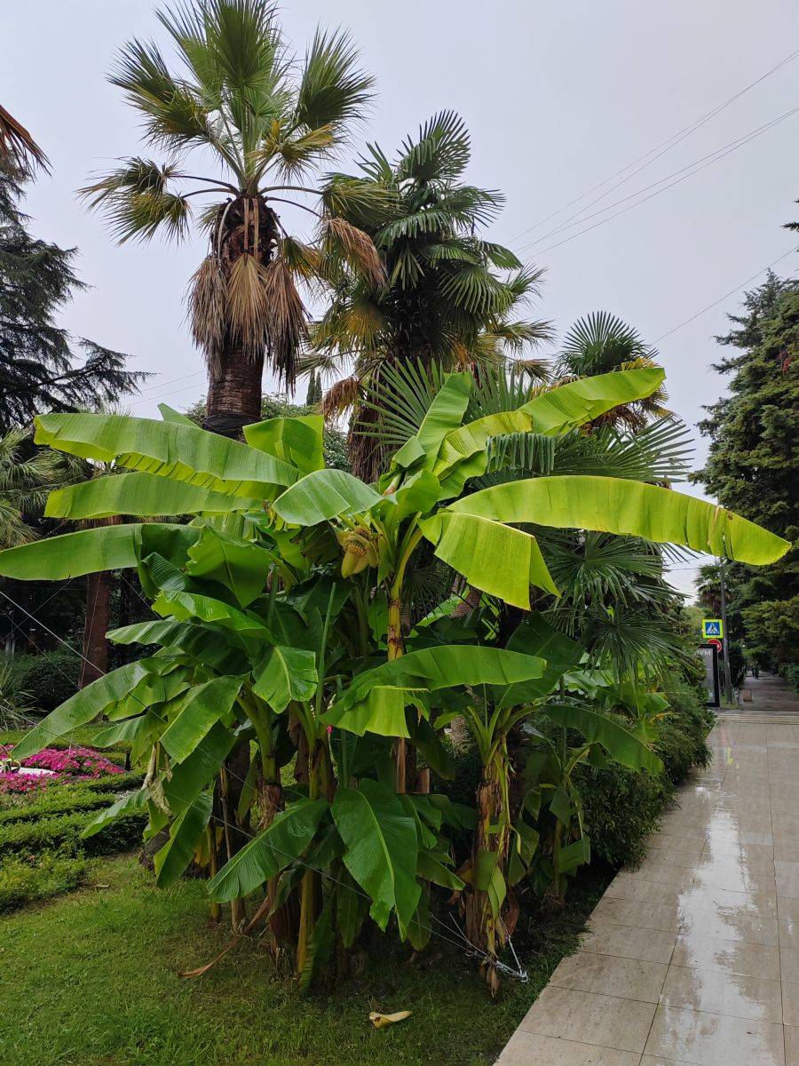 Фотографии Погоды в Сочи. Прогнозы погоды с чудесными фотографиями, сделанными Albert_Smelovtsev