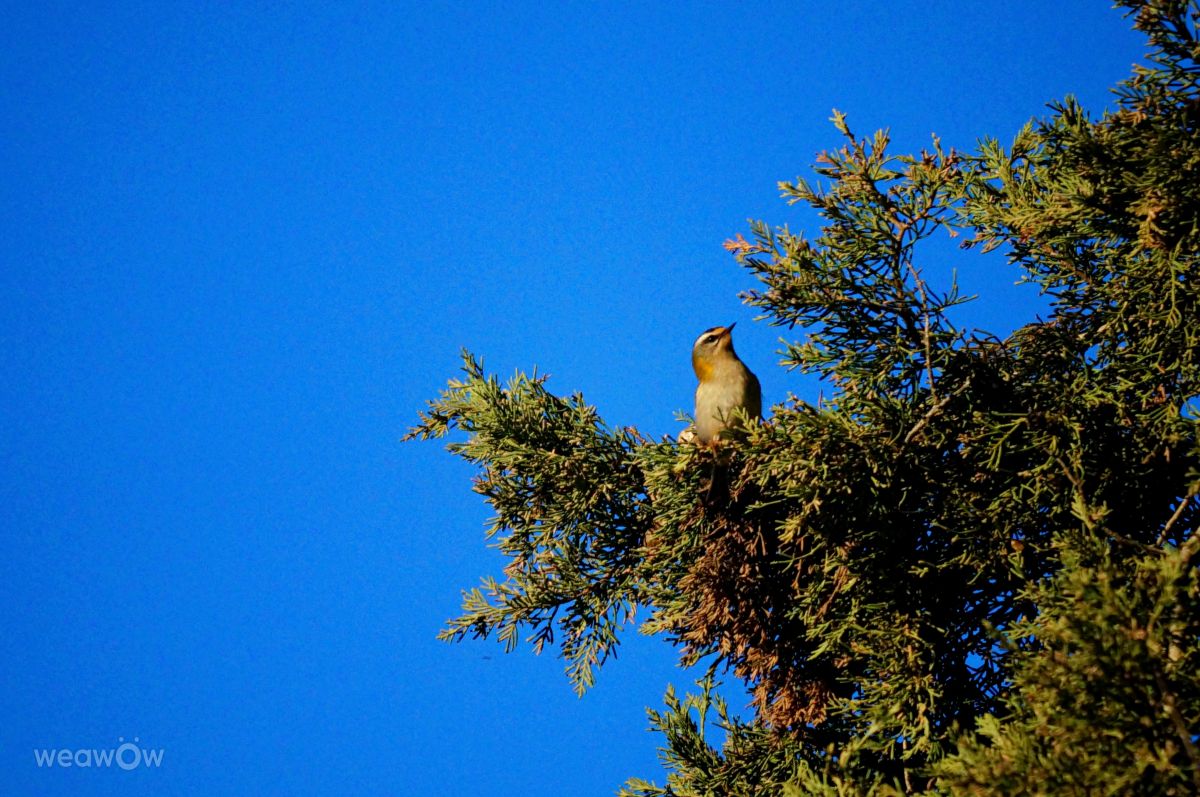 Photographer tony5636, Weather Photos in Junas - Weawow