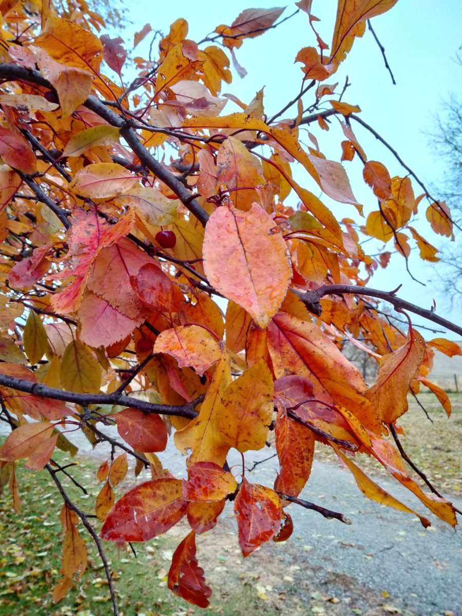 Weather Photos in Parnell. Weather forecasts with beautiful photos by Kate72