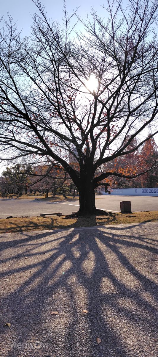 Weather forecasts with beautiful photos by umemui