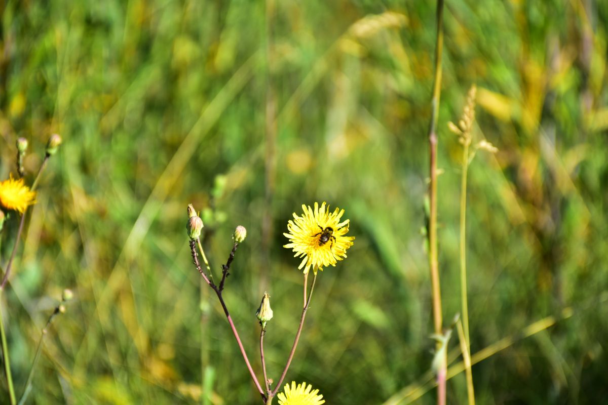 Photographer 1stEyeFocused, Weather Photos in Alberta - Weawow
