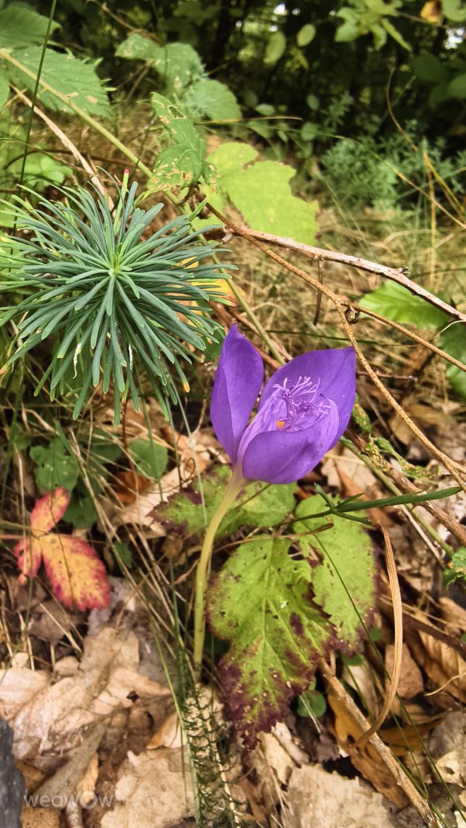 Photos météo à Bihor. Prévisions météo avec de superbes photos de MakiCami