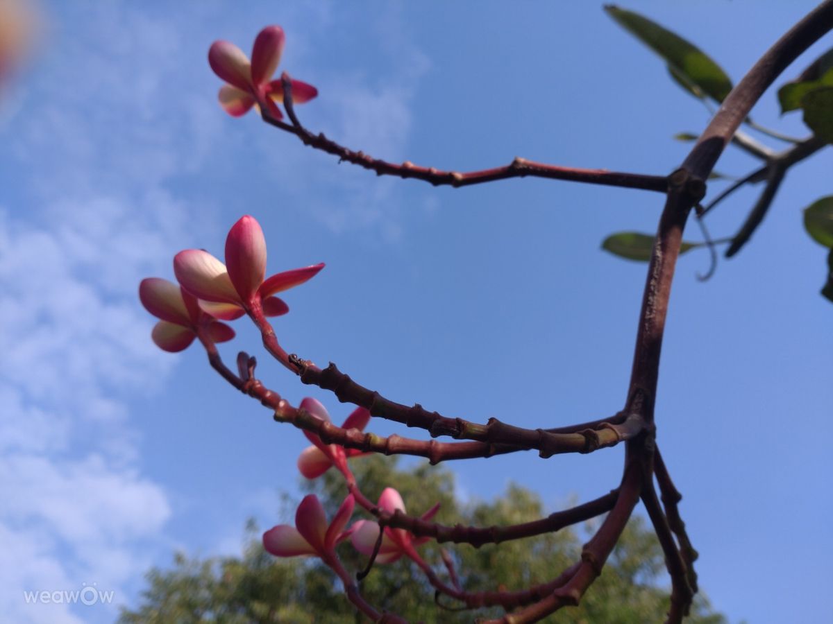 Fotografos Wen-ya Huang, Fotos do tempo em Kaohsiung City - Weawow