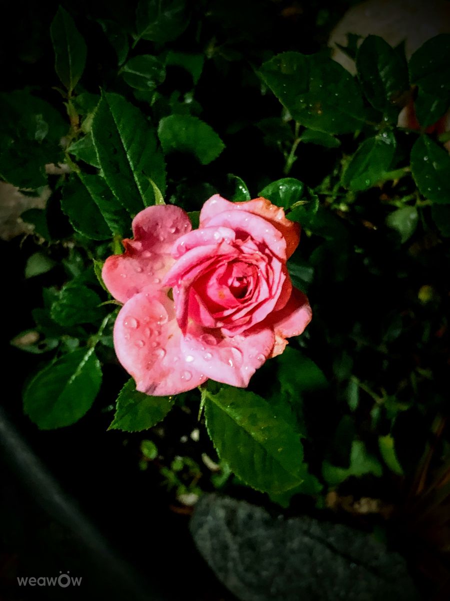 Weather Photos in le Plateau. Weather forecasts with beautiful photos by Lulu5523