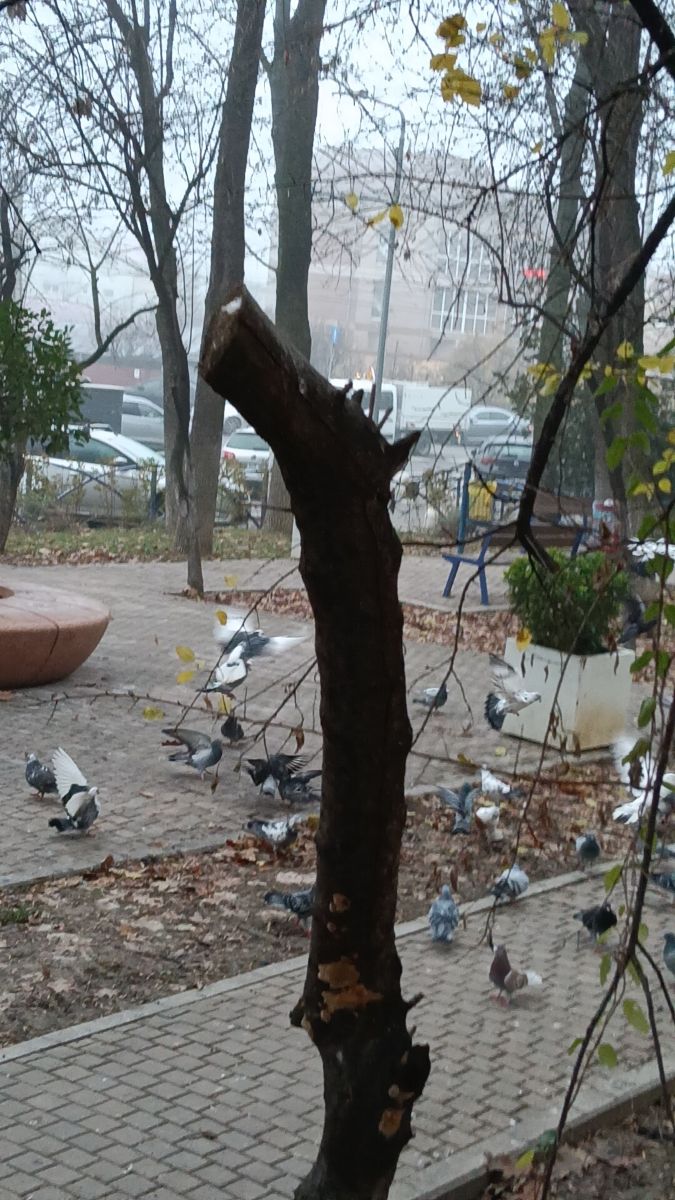 Фотографии Погоды в Бухарест. Прогнозы погоды с чудесными фотографиями, сделанными YanMir