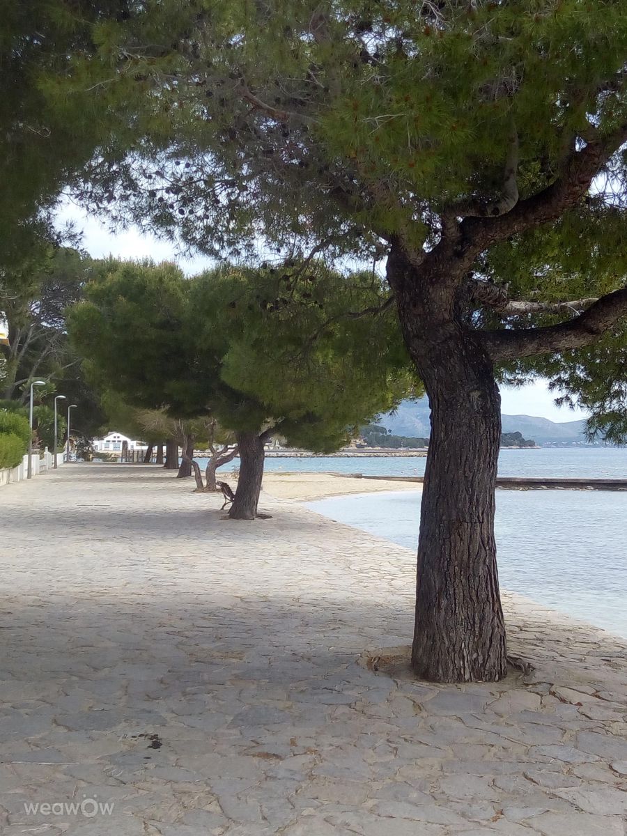 Photographer Olga_K, Weather Photos in Mallorca - Weawow
