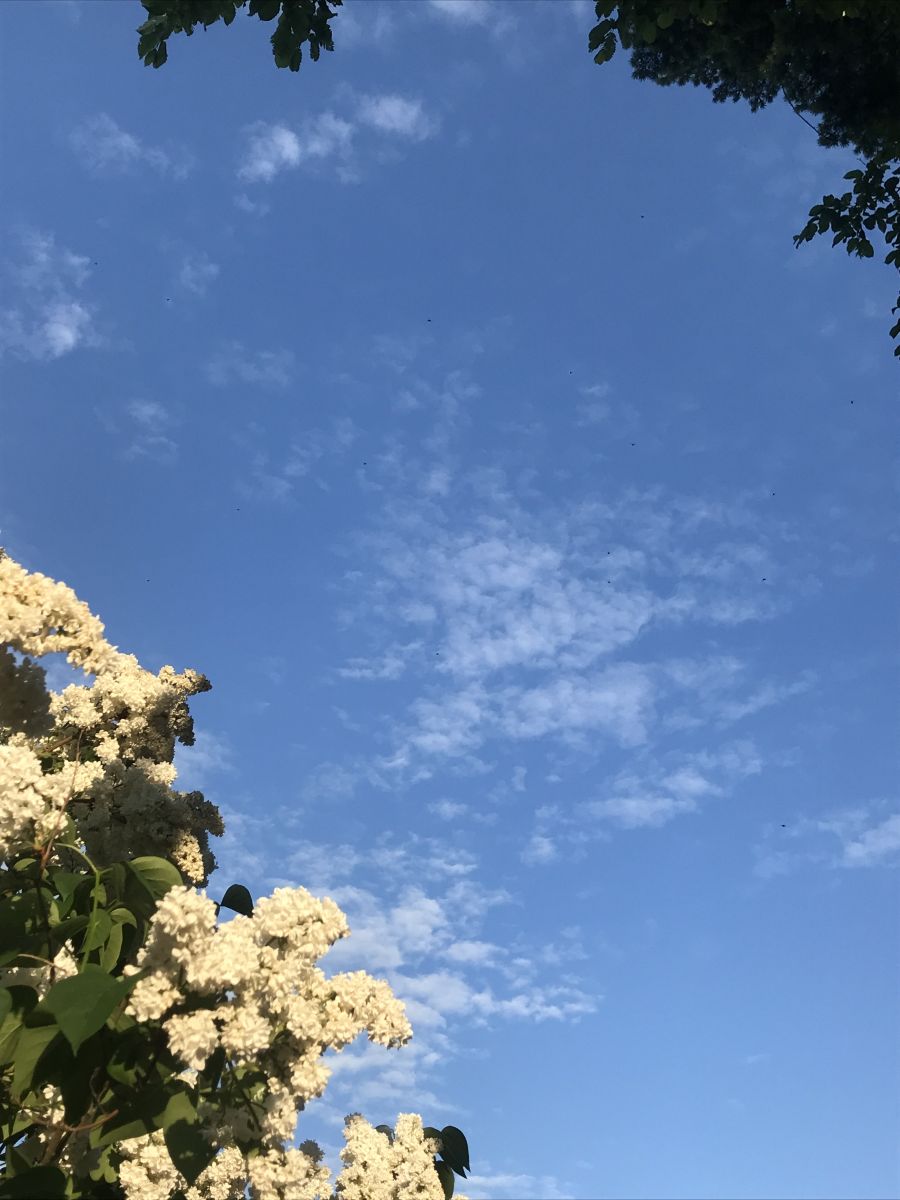Fotos sobre el clima en Sovetsk. Pronósticos del tiempo con hermosas fotos de set479