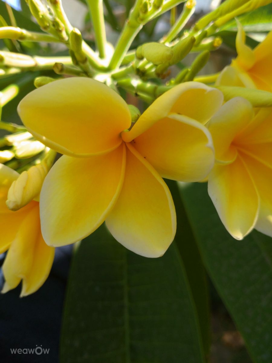 Photographer Wen-ya Huang, Weather Photos in Kaohsiung City - Weawow