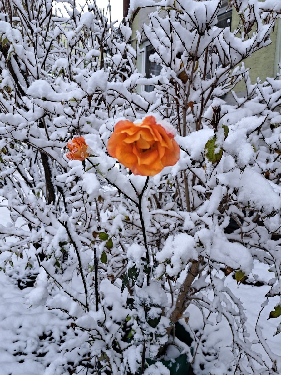 Hình ảnh Thời tiết ở Subcarpathia. Dự báo thời tiết với những bức ảnh đẹp của Lonek