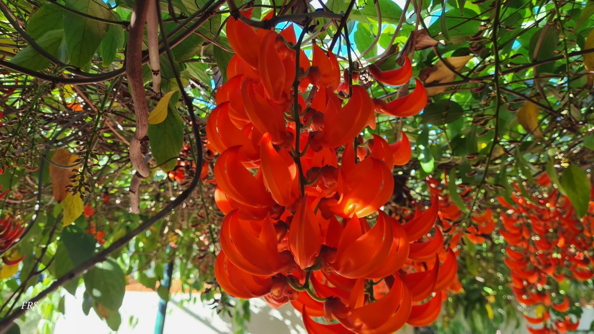 Hình ảnh Thời tiết ở Sao Paulo. Dự báo thời tiết với những bức ảnh đẹp của Fernando Rodrigues Dos Santos