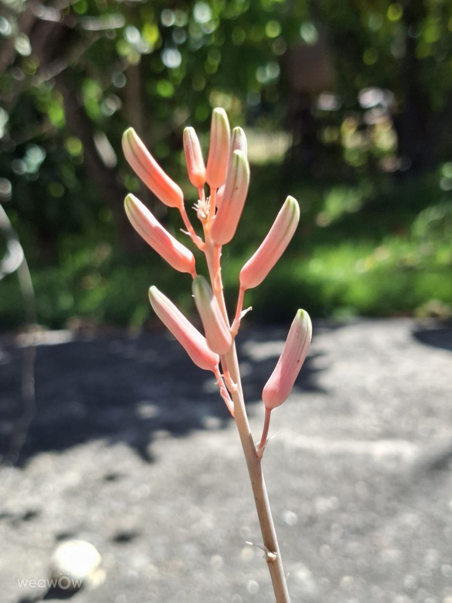 Photographe Wen-ya Huang, Photos météo à Kaohsiung - Weawow