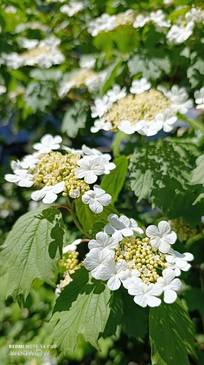 Novosibirskaya Oblast'的天气照片. 天气预报，带ЮЛия_Светлояр精美的照片