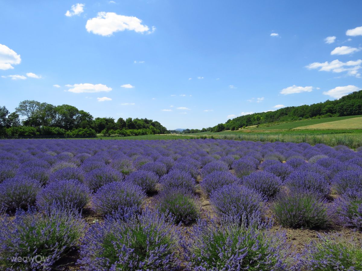 Fotos sobre el clima en Chernivtsi. Pronósticos del tiempo con hermosas fotos de George_B