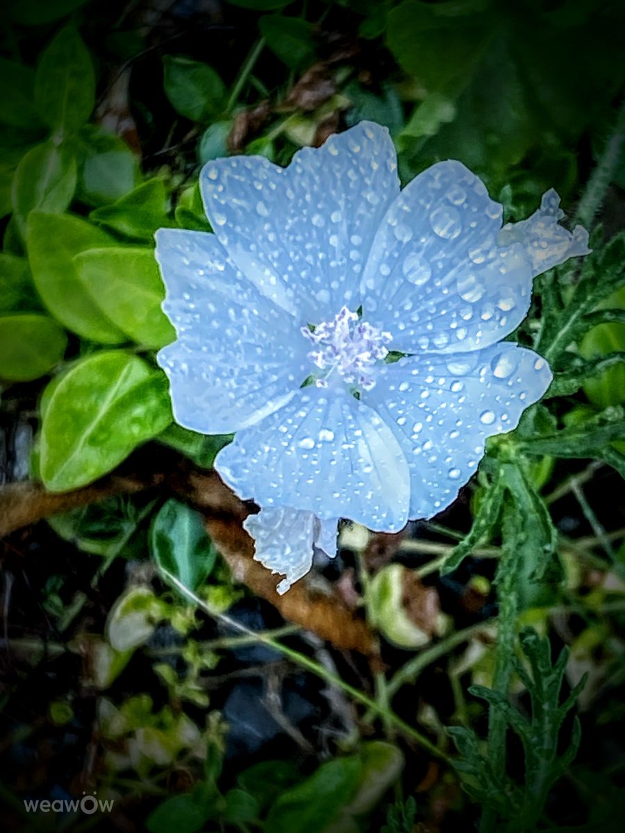 Wetter Photos le Plateau. Wettervorhersagen mit schönen Fotos von Lulu5523