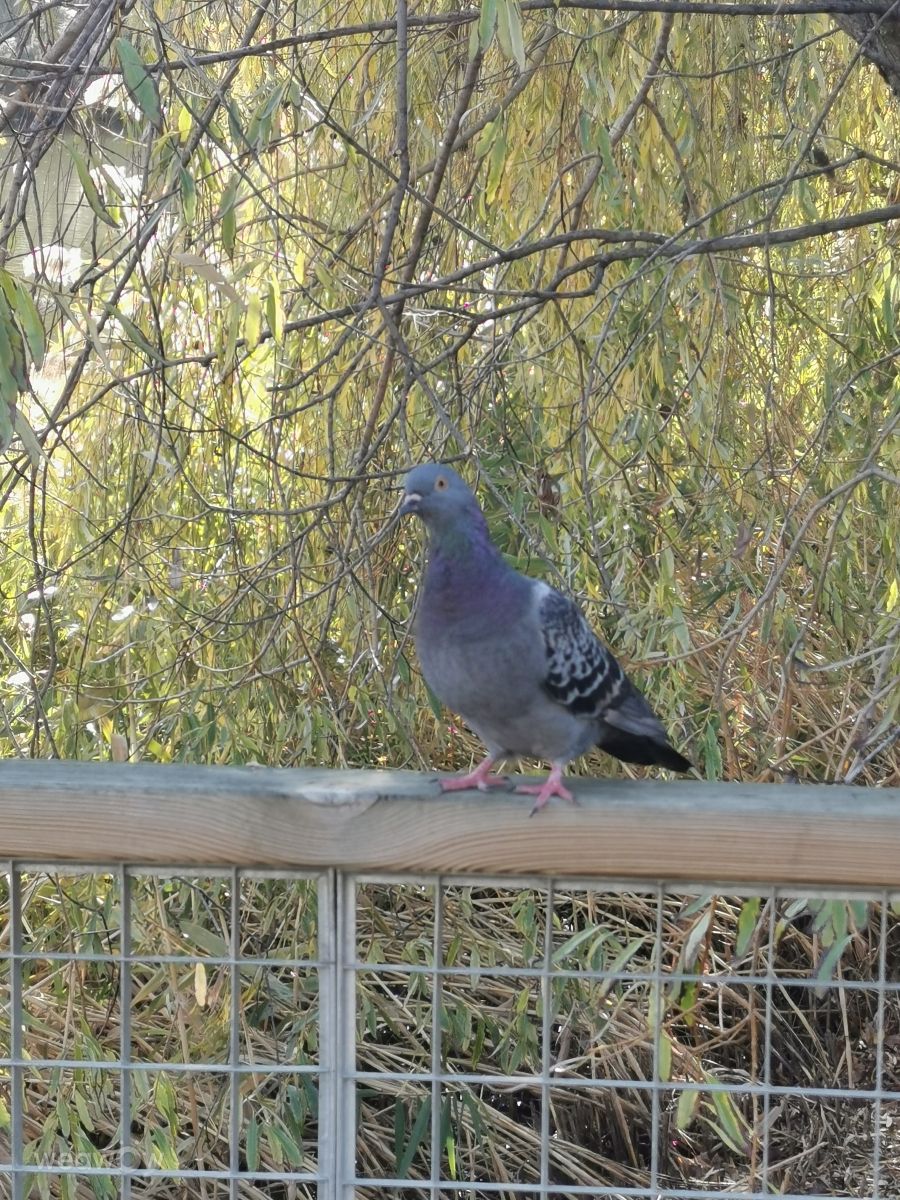 Wetter Photos Ungarn. Wettervorhersagen mit schönen Fotos von AttilaSzilvássy