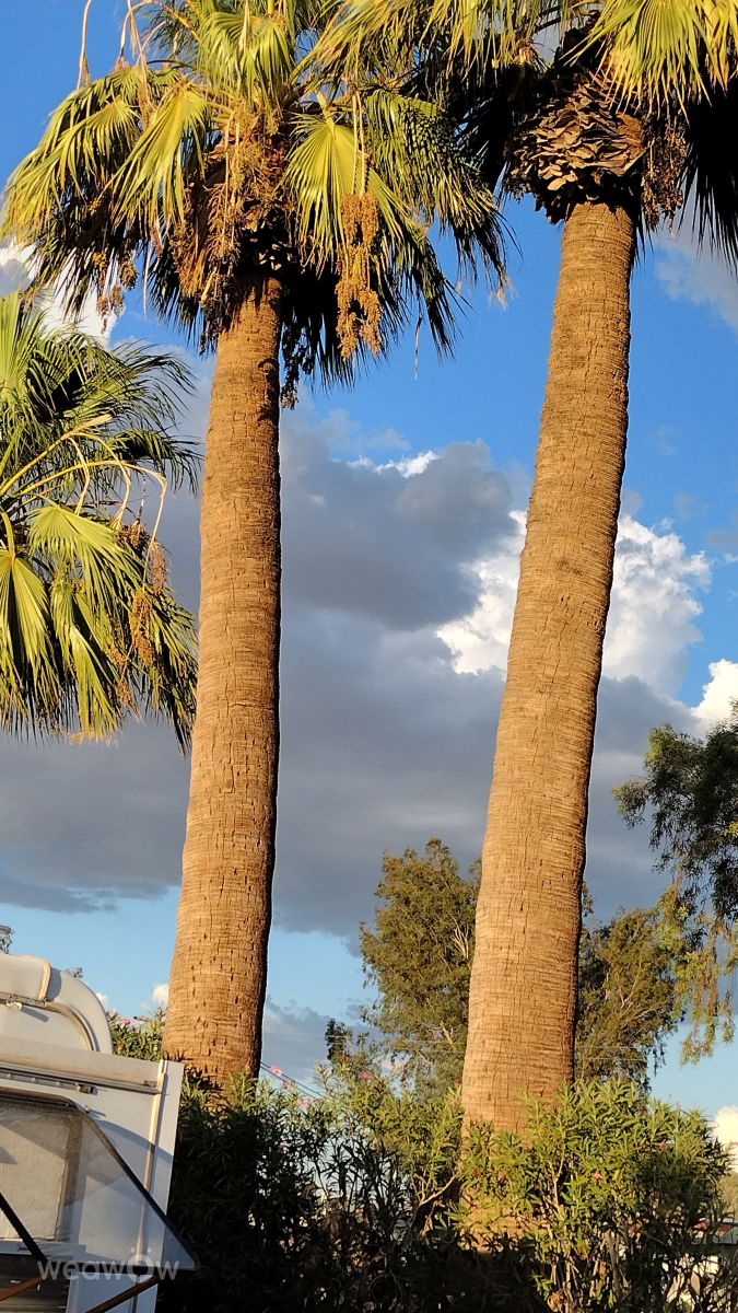 Yuma United States, 14 days Weather forecast, Radar & Photos Weawow