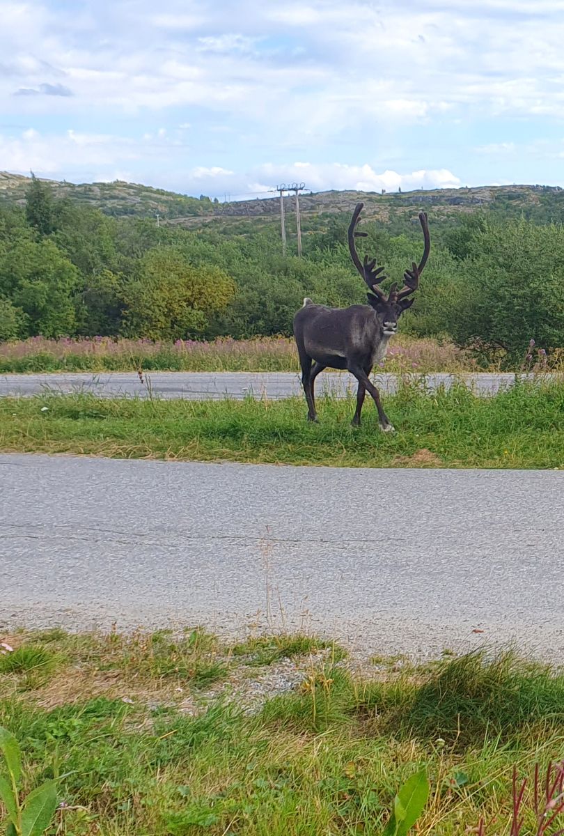 Фотографии Погоды в Киркенес. Прогнозы погоды с чудесными фотографиями, сделанными Femalewind