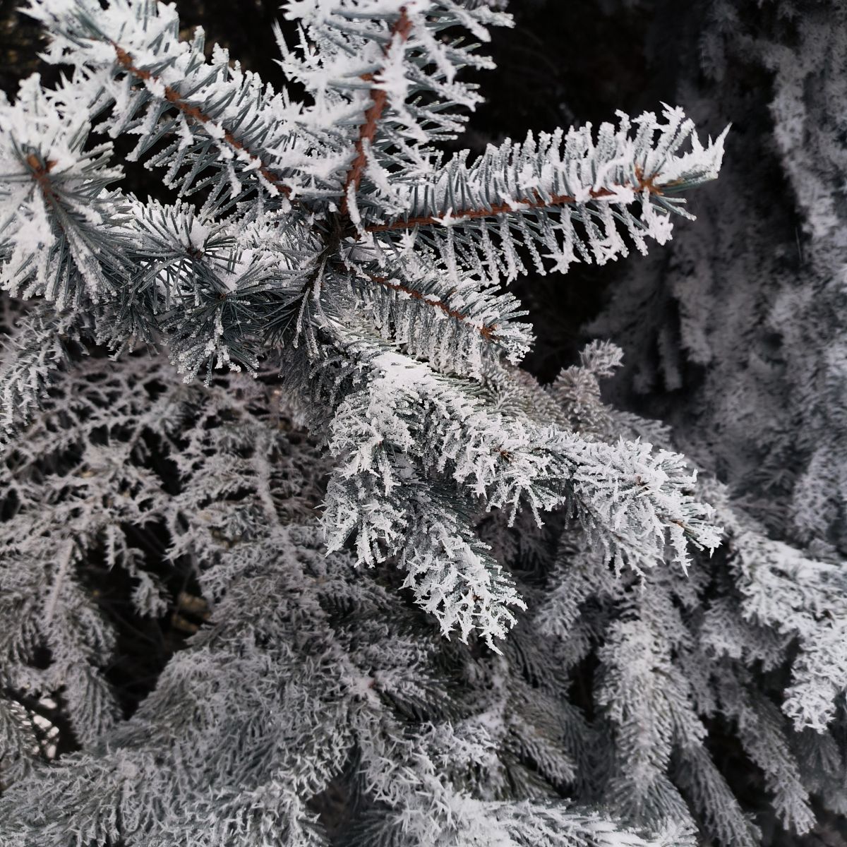 Fotos do tempo em Nal'chik. Previsões do tempo com lindas fotos de eucalipt