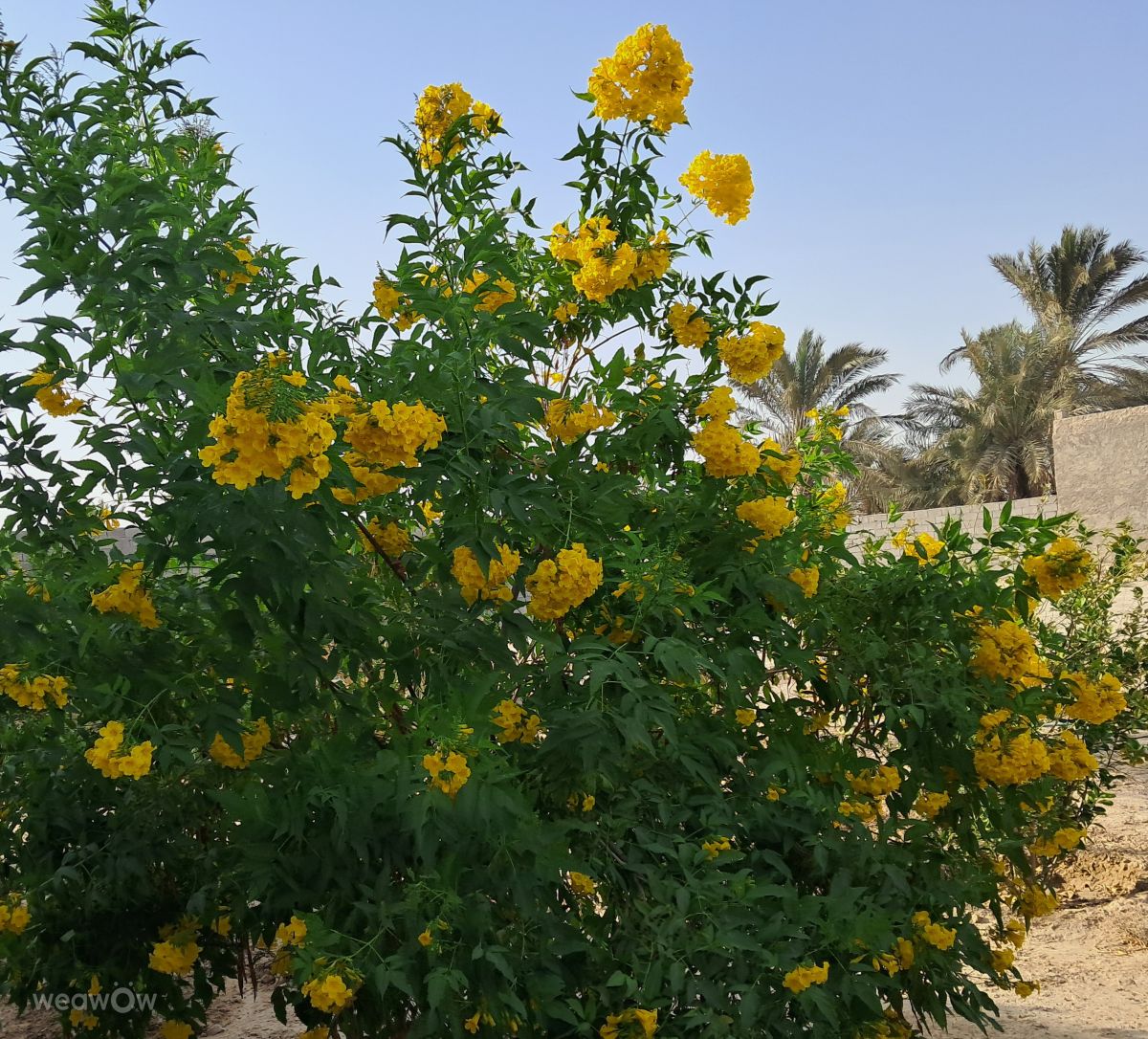 Wetter Photos Buschehr. Wettervorhersagen mit schönen Fotos von Viana