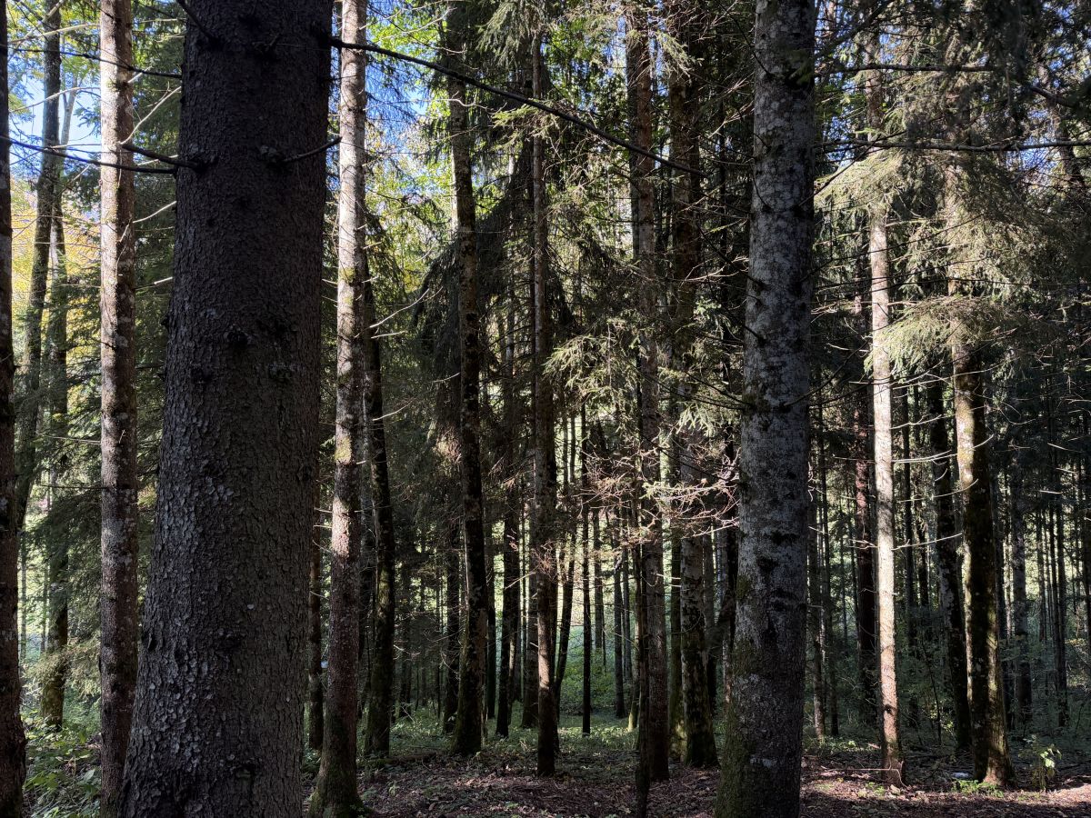 Photos météo à Sonvilier. Prévisions météo avec de superbes photos de SwissEloi