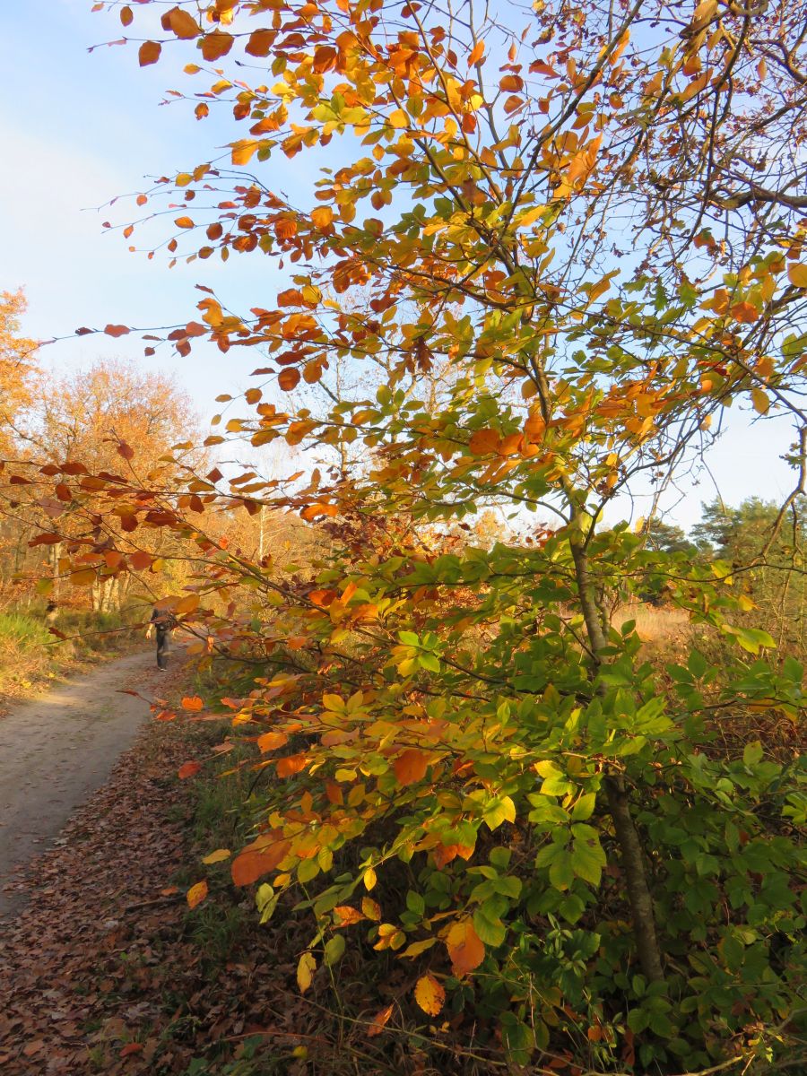 Prévisions météo avec de superbes photos de MariePhotos