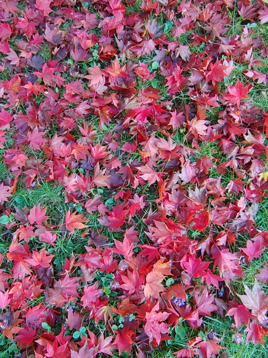 Photograph Albert_Smelovtsev, Wetter Photos Roza Khutor - Weawow