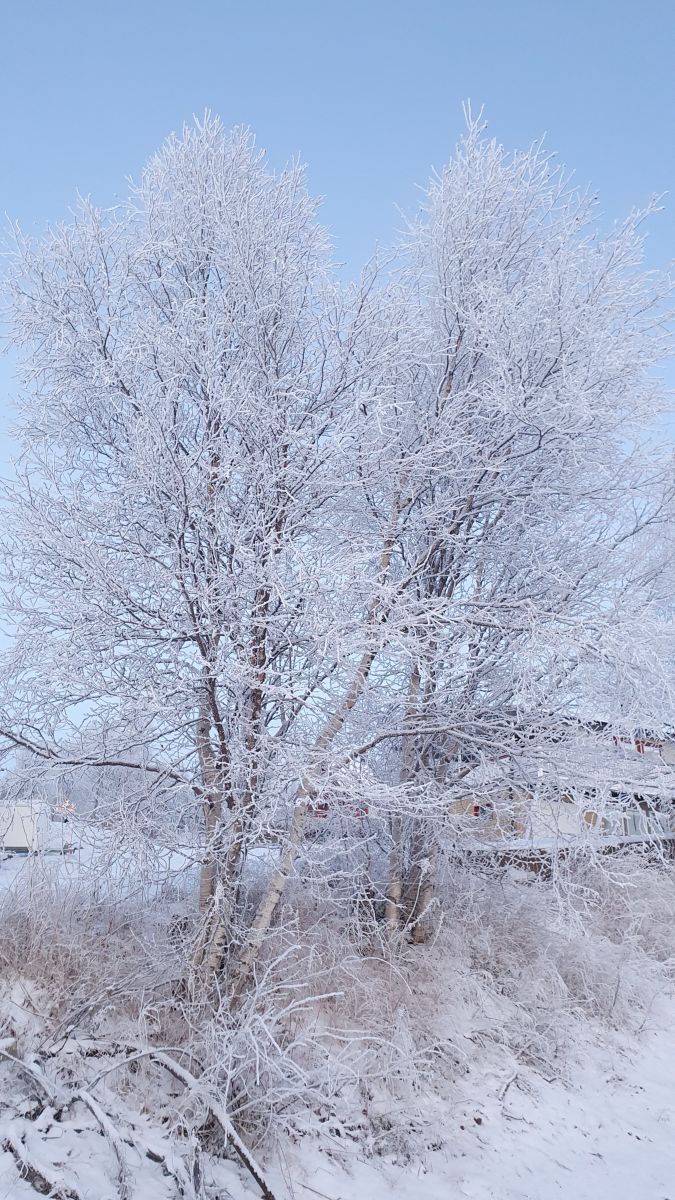 Фотографии Погоды в Киркенес. Прогнозы погоды с чудесными фотографиями, сделанными Femalewind