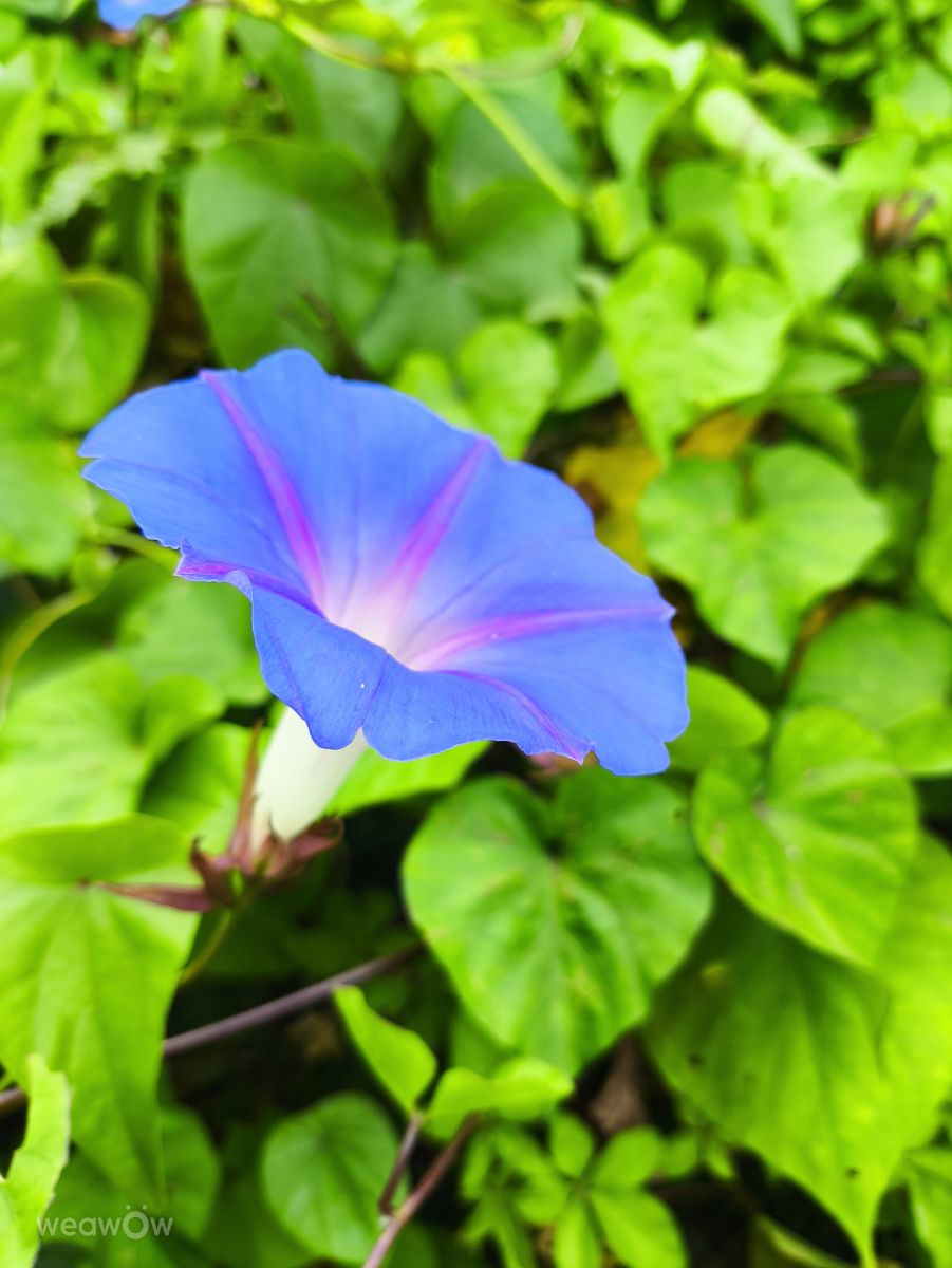 Fotografos Takimi-sky, Fotos do tempo em Makiminato - Weawow