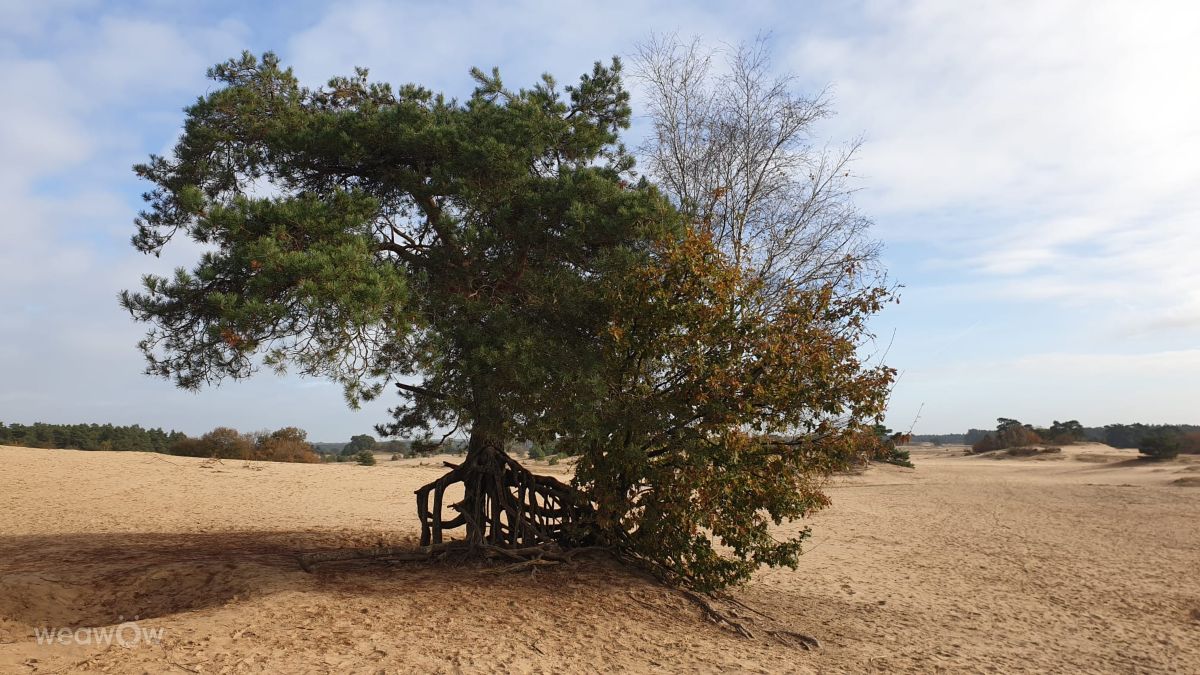 Photographer DaB, Weather Photos in Veluwe - Weawow