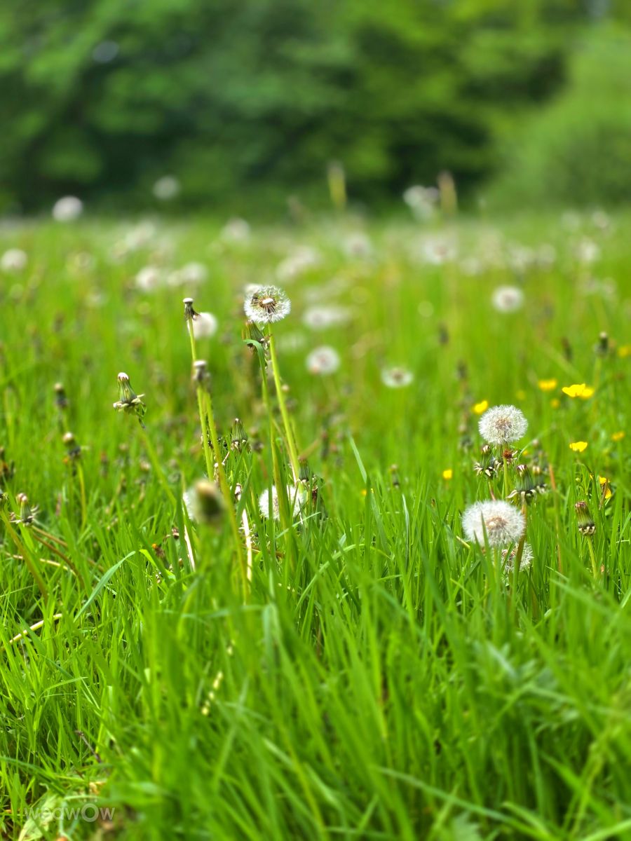 Fotografos Seni, Fotos do tempo em Velbert - Weawow