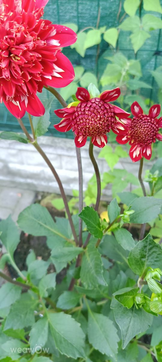 Fotos do tempo em Orzysz. Previsões do tempo com lindas fotos de Joanna Taci