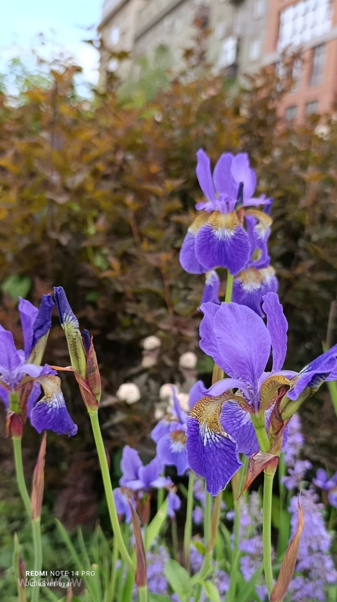 Novosibirskaya Oblast'的天气照片. 天气预报，带ЮЛия_Светлояр精美的照片
