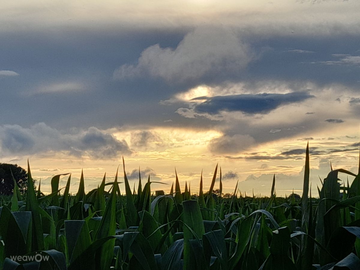 Photographer Liv, Weather Photos in Maasmechelen - Weawow