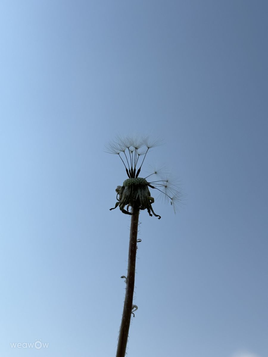 Photographe kriotis, Photos météo à Gyál - Weawow