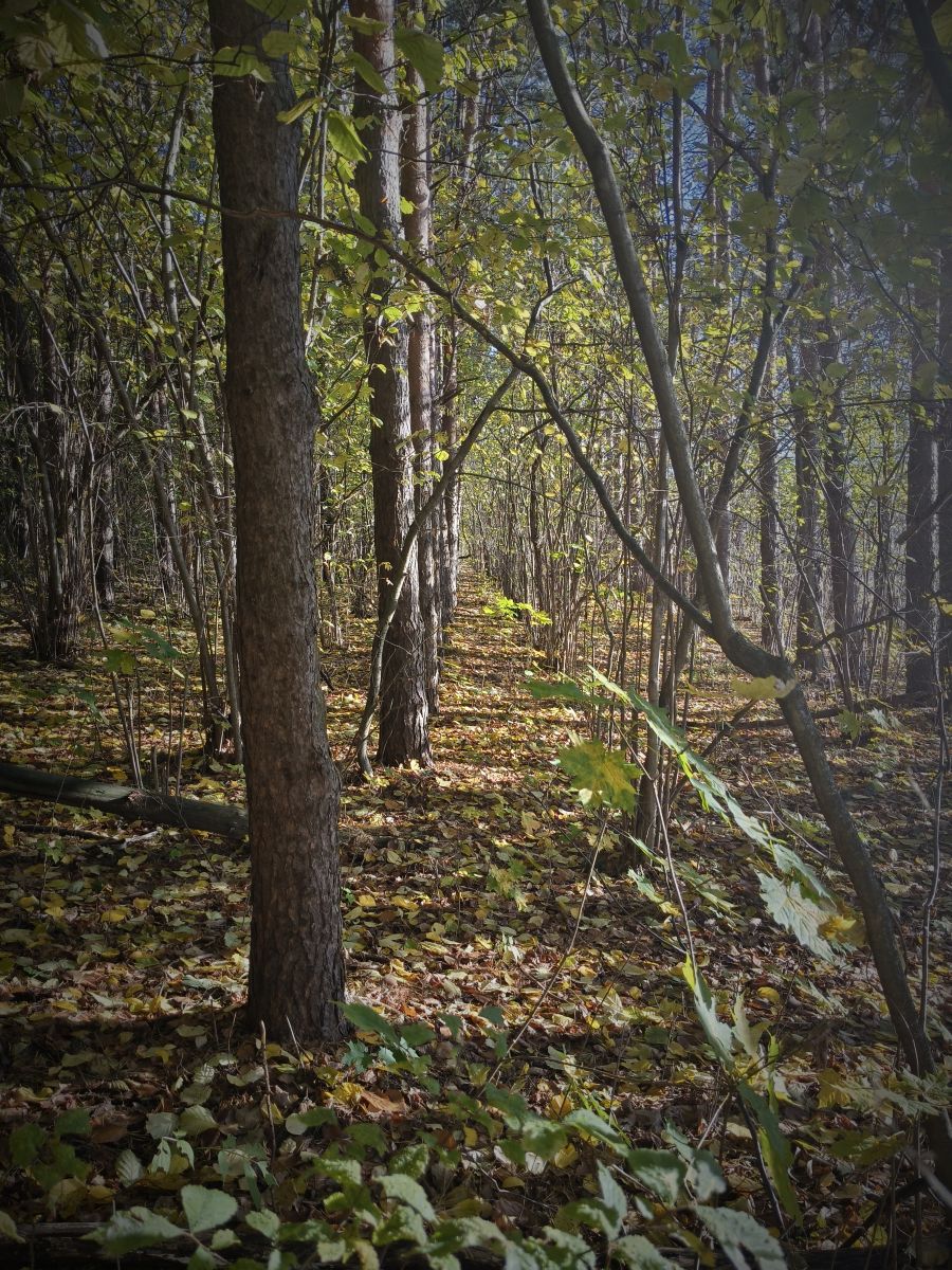 Photographer Aleksei, Weather Photos in Tula - Weawow