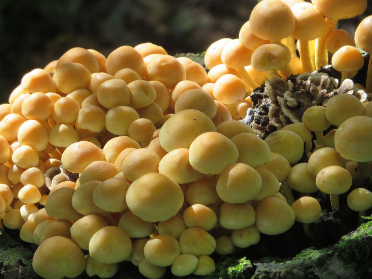 Фотограф fwerner, Фотографии Погоды в Ahlhorner Fischteiche - Weawow