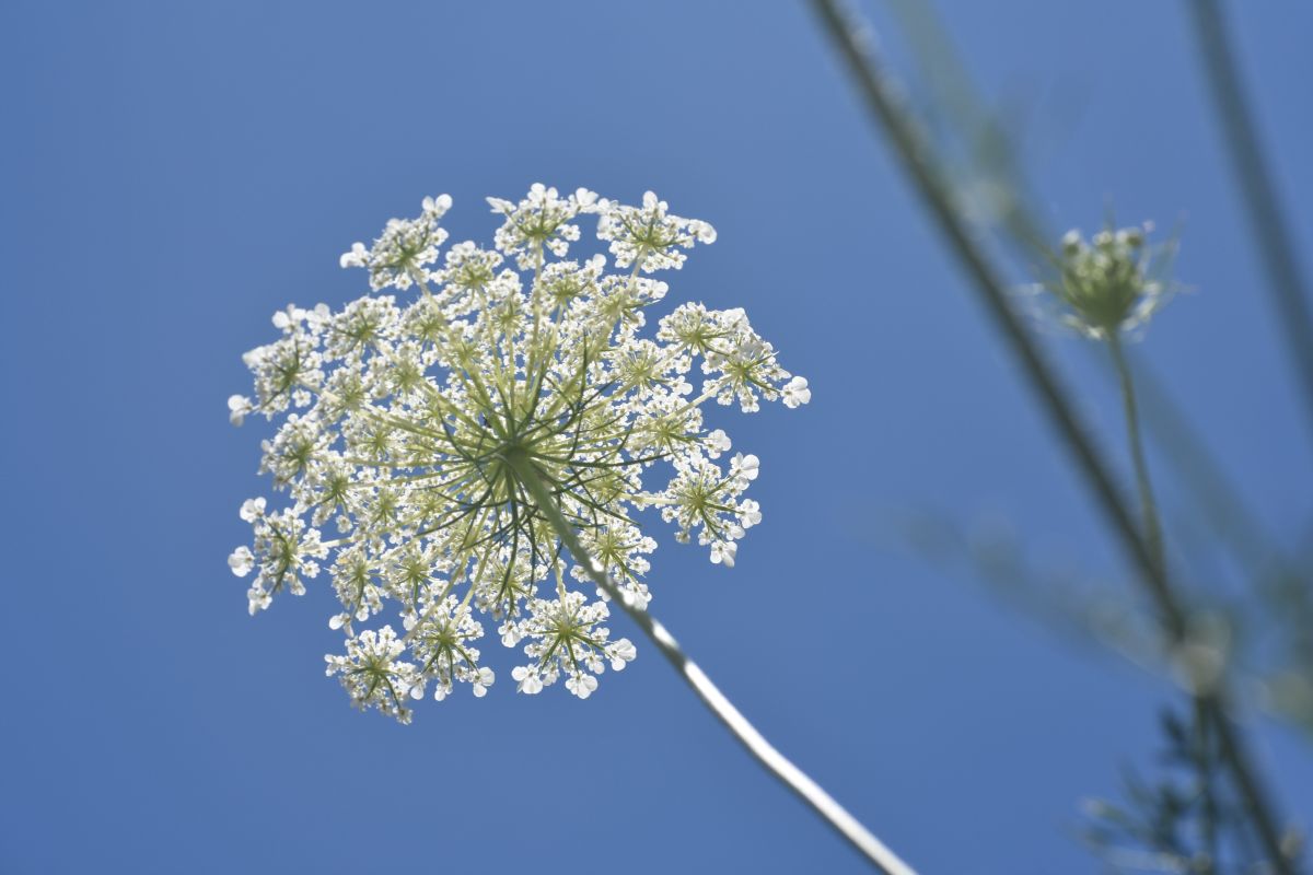 Фотографии Погоды в Muscatatuck National Wildlife Refuge. Прогнозы погоды с чудесными фотографиями, сделанными krantzjh