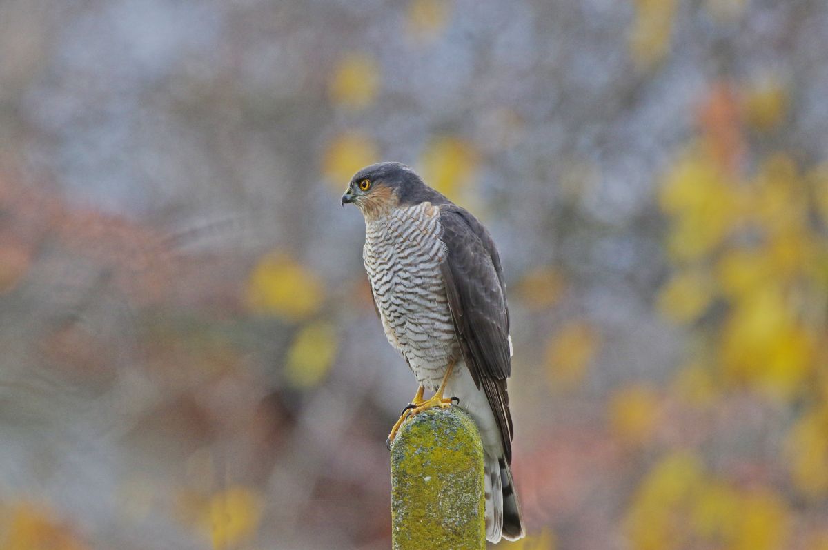 Hình ảnh Thời tiết ở Bulgaria. Dự báo thời tiết với những bức ảnh đẹp của Даниел Литов