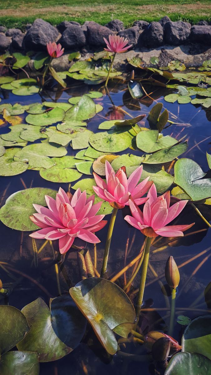 Weather Photos in Citrus Hotels Lonavala. Weather forecasts with beautiful photos by Sasha-gaben