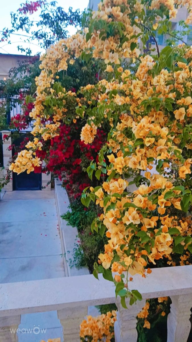 Фотографии Погоды в Шираз. Прогнозы погоды с чудесными фотографиями, сделанными BenQ99